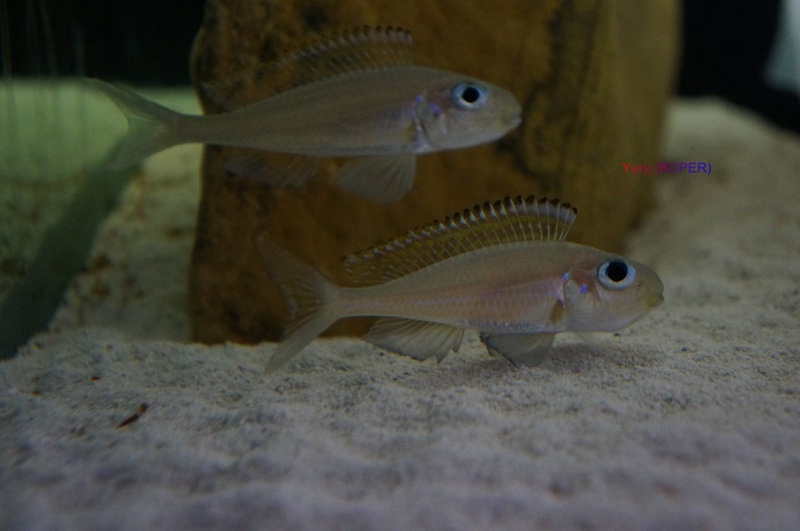 Xenotilapia nasus 'Chituta Bay'